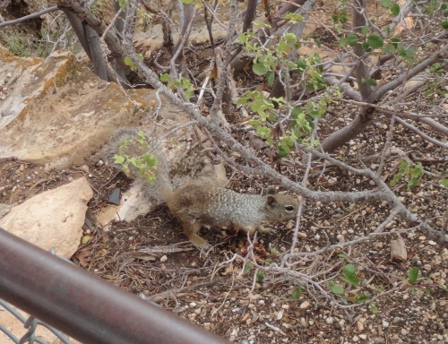 Grand Canyon squirrel